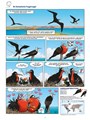 Vreemde Vogels 2 - Deel 2